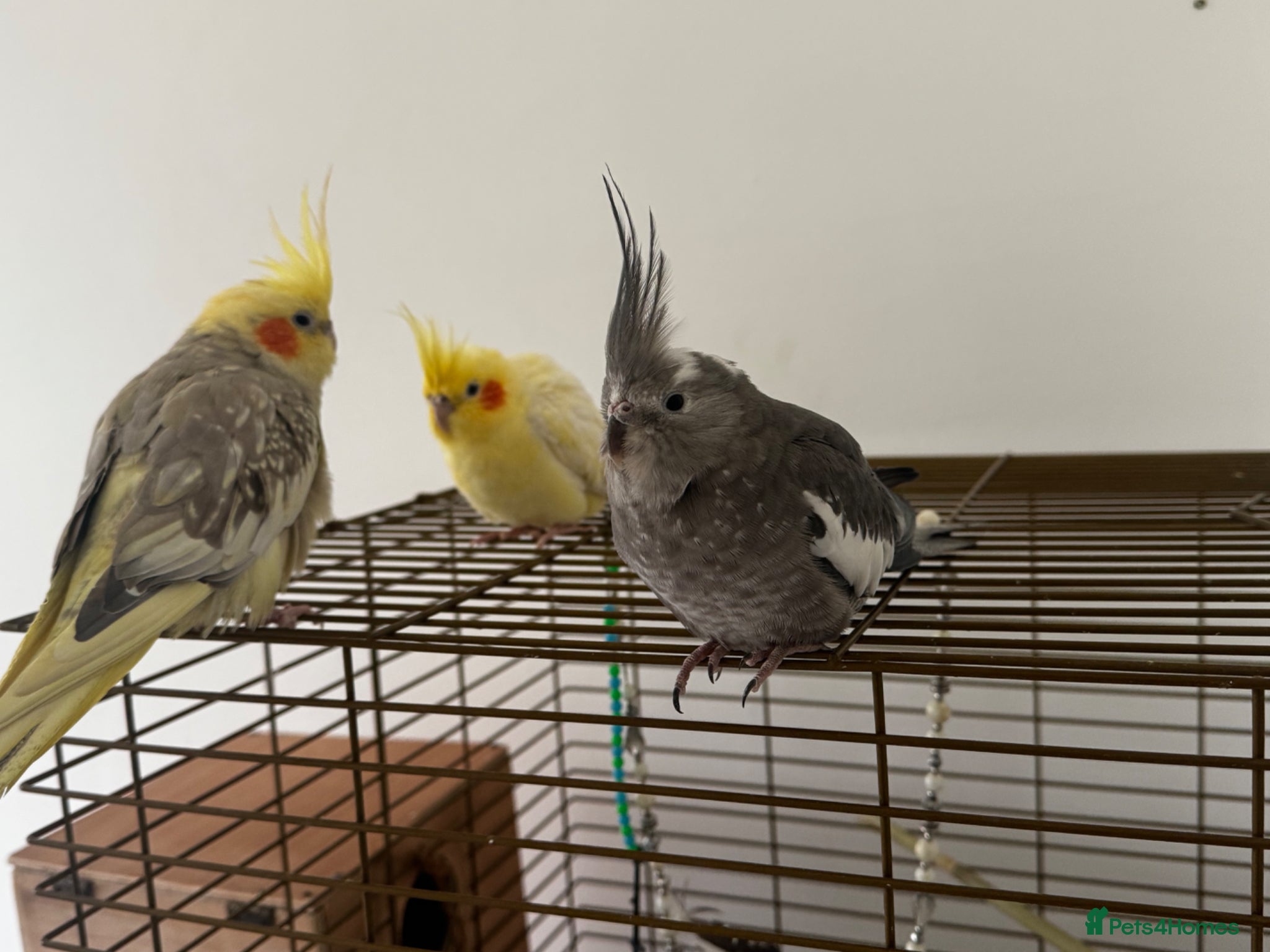 Cockatiels birds 3 aviary cockatiels for sale - Advert 1