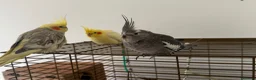 Cockatiels birds for sale: 3 aviary cockatiels for sale in Liverpool - Advert 1