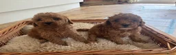 Cockapoo dogs for sale: Beautiful litter of Cockapoos for sale  - Advert 3
