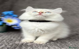 British Shorthair cats for sale: TICA registered British Shorthair kittens - Image 13