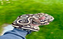 Python Snake reptiles for sale: Mojave het pied female proven breeder  - Image 1