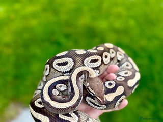 Python Snake reptiles - Advert 33