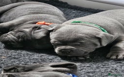 Staffordshire Bull Terrier dogs for sale: Staffordshire Bull Terrier boys - Image 5