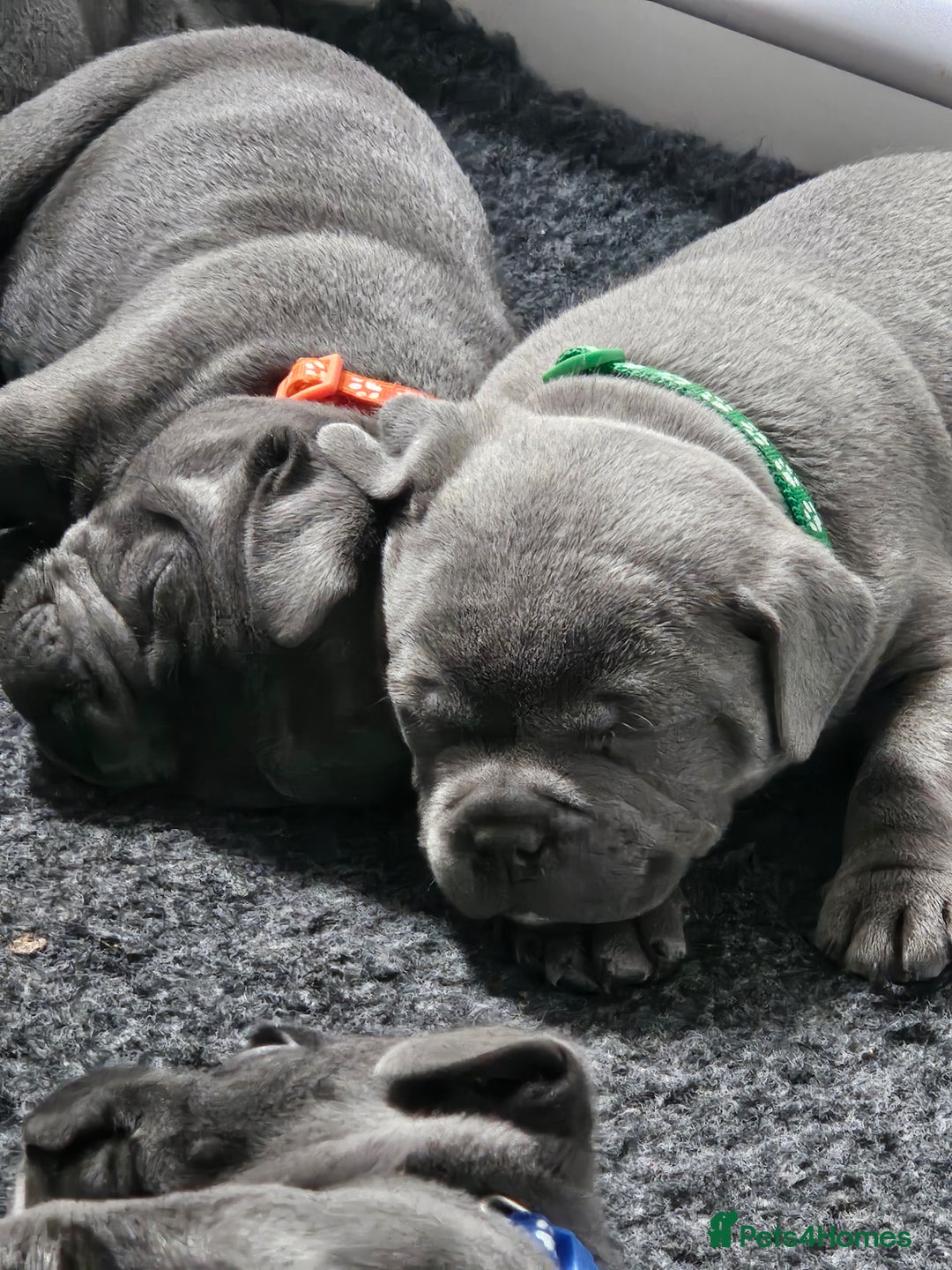 Staffordshire Bull Terrier dogs for sale: Staffordshire Bull Terrier boys - Image 5