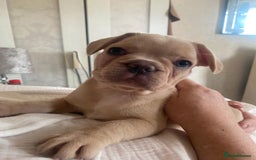 French Bulldog dogs for sale: 4 Beautiful Babies  - Image 35
