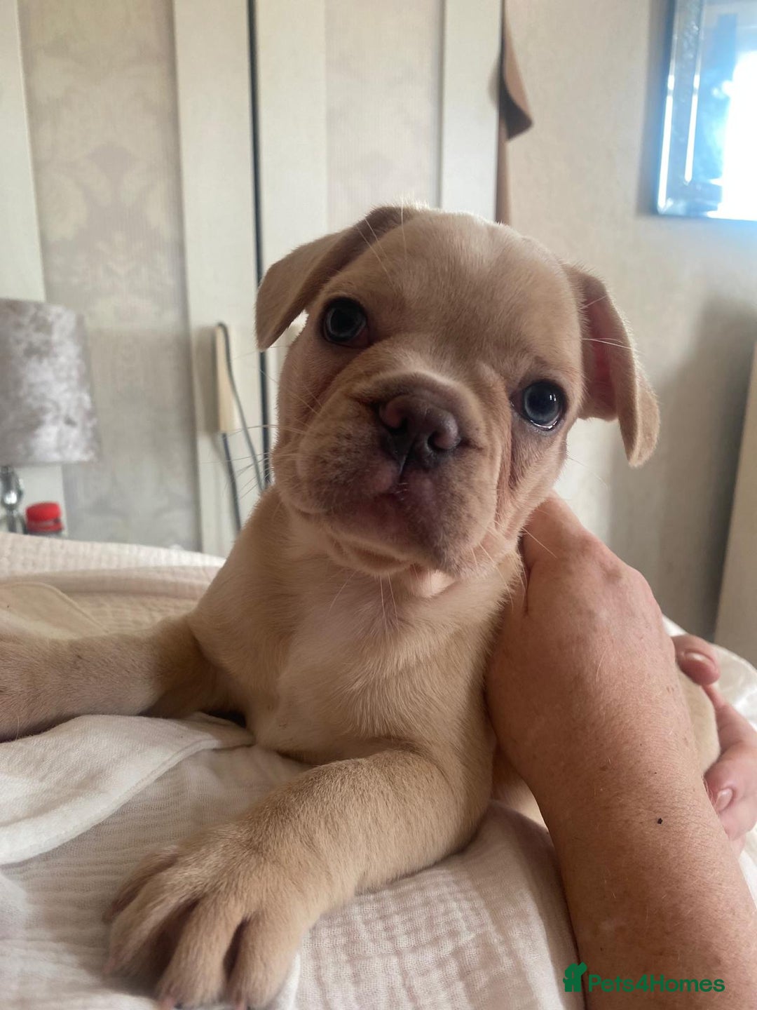 French Bulldog dogs for sale: 4 Beautiful Babies  - Image 35