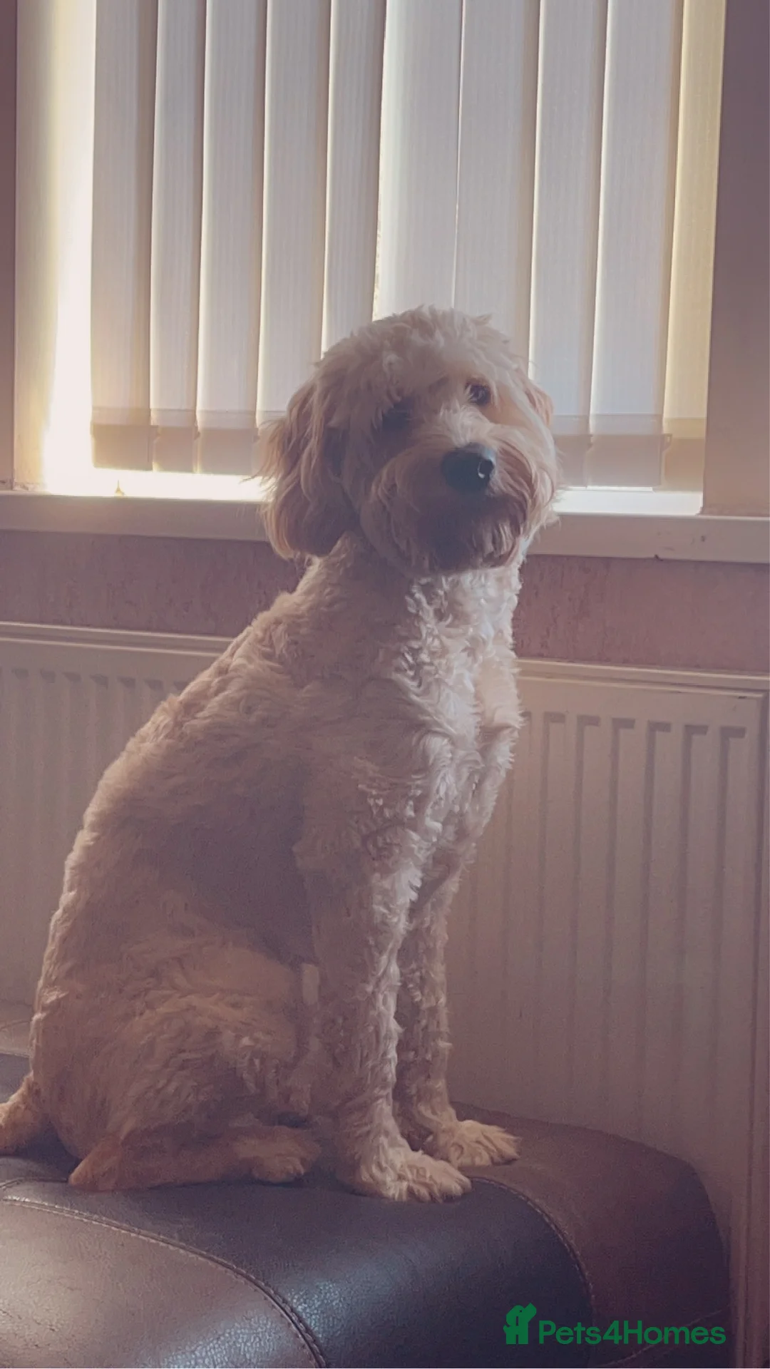 Cockapoo dogs for stud: Stud only!!!  - Advert 2