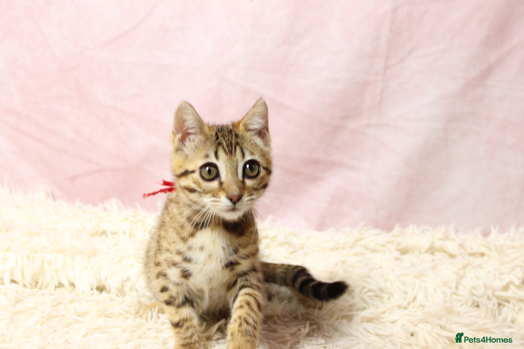 Bengal cats for sale: 🔥Stunning Bengal Kittens Available🔥 - Image 13