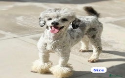 Labradoodle dogs for sale: ** RARE SILVER , CHOC & EBONY F1 LABRADOODLE PUPS  - Image 19