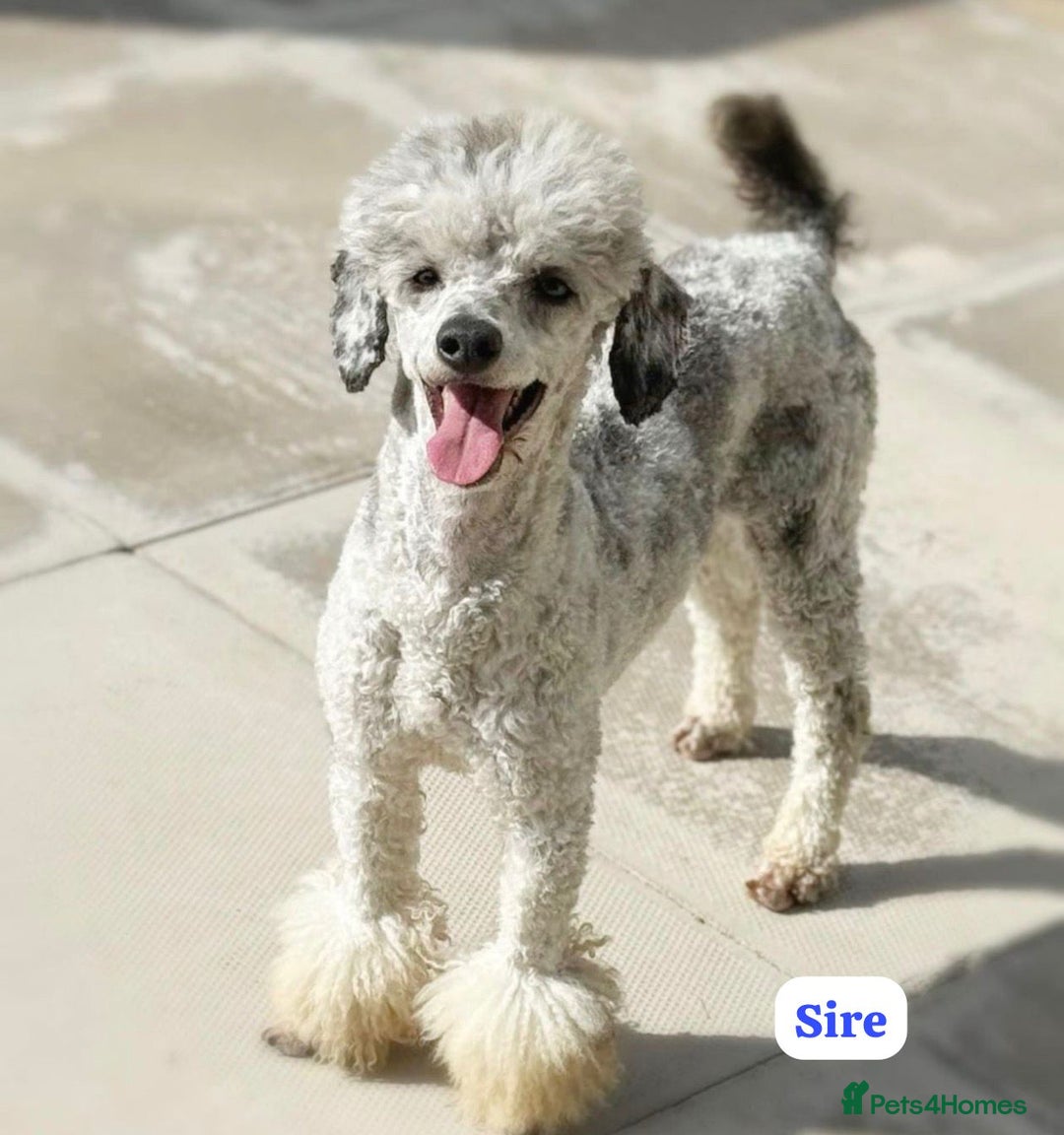 Labradoodle dogs for sale: ** RARE SILVER , CHOC & EBONY F1 LABRADOODLE PUPS  - Image 19