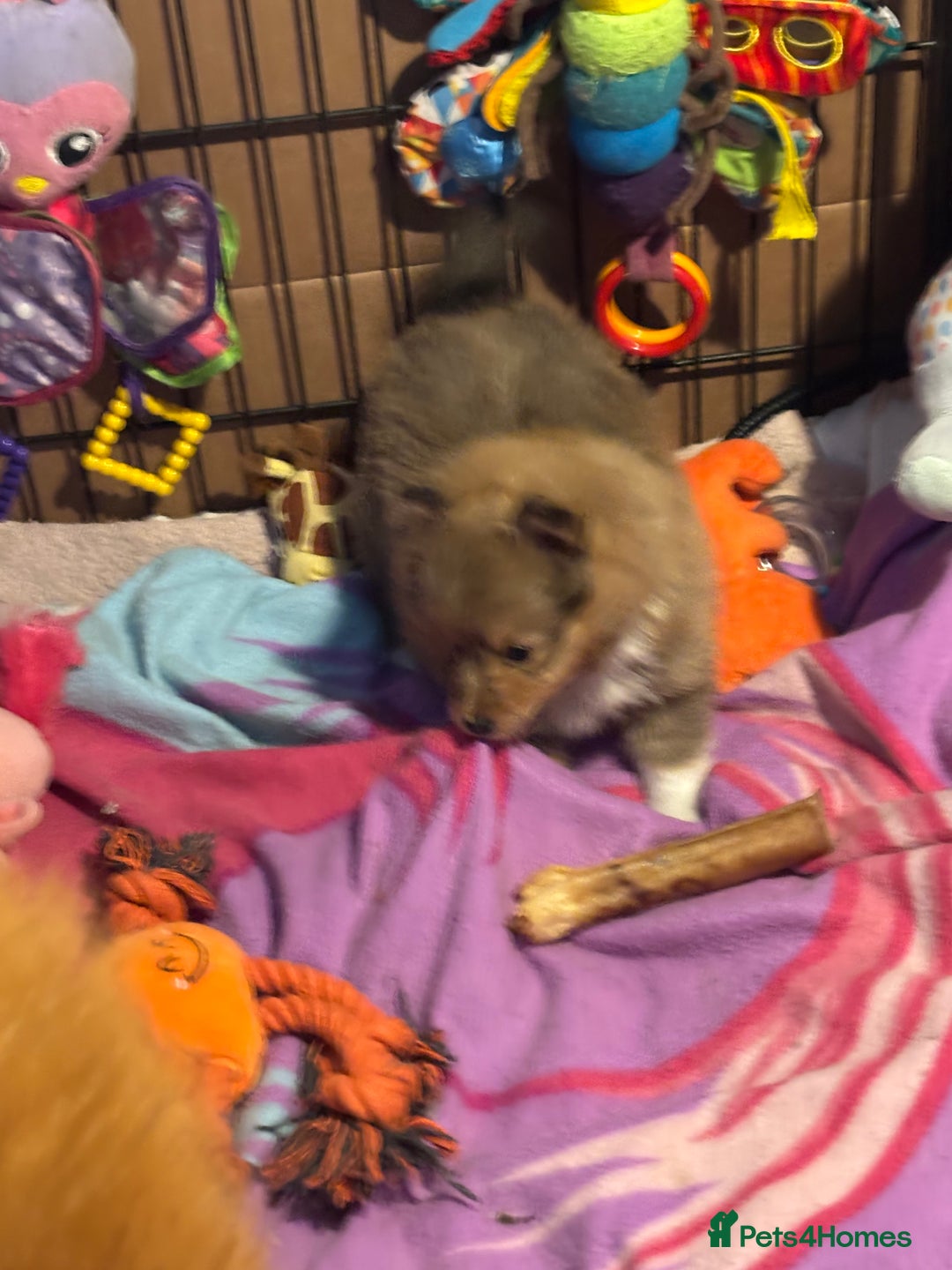 Shetland Sheepdog dogs for sale: Pretty Shetland sheepdog girl puppy  - Advert 7