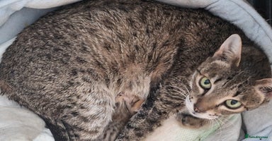 Savannah cats - Advert 3