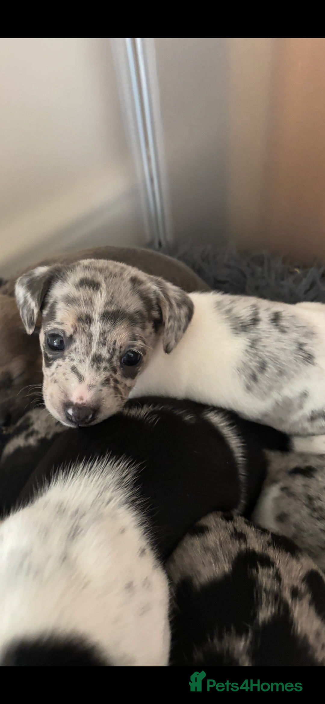 Mixed Breed dogs for sale: Unique mixed breed - Image 28