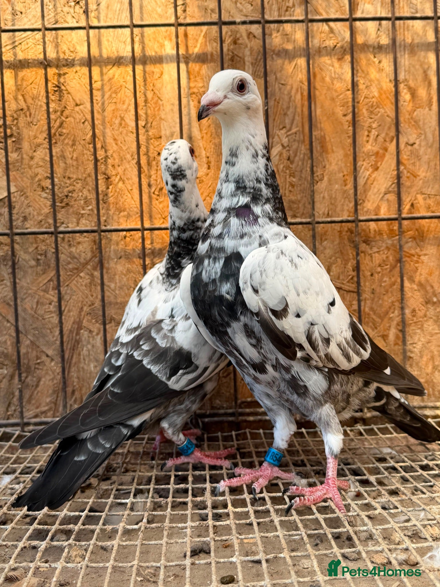 Pigeons birds BEAUTIFUL TIGER GRIZZLE RACING PIGEONS - Advert 1