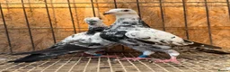 Pigeons birds for sale: BEAUTIFUL TIGER GRIZZLE RACING PIGEONS - Advert 1