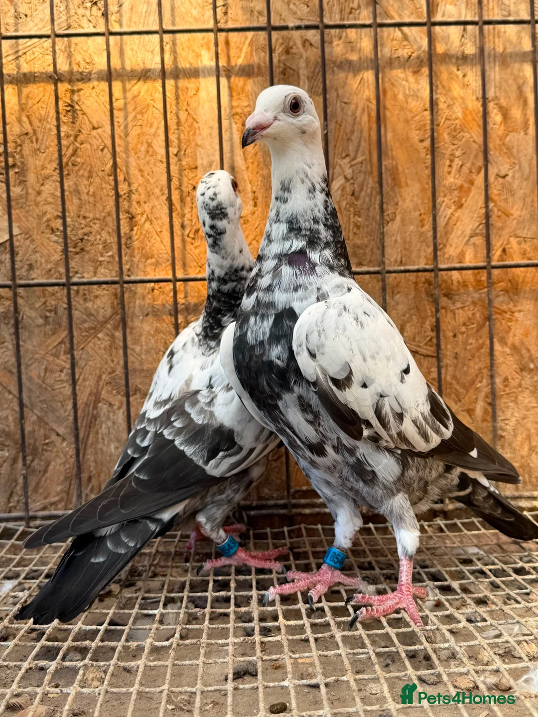 Pigeons birds for sale: BEAUTIFUL TIGER GRIZZLE RACING PIGEONS - Advert 1