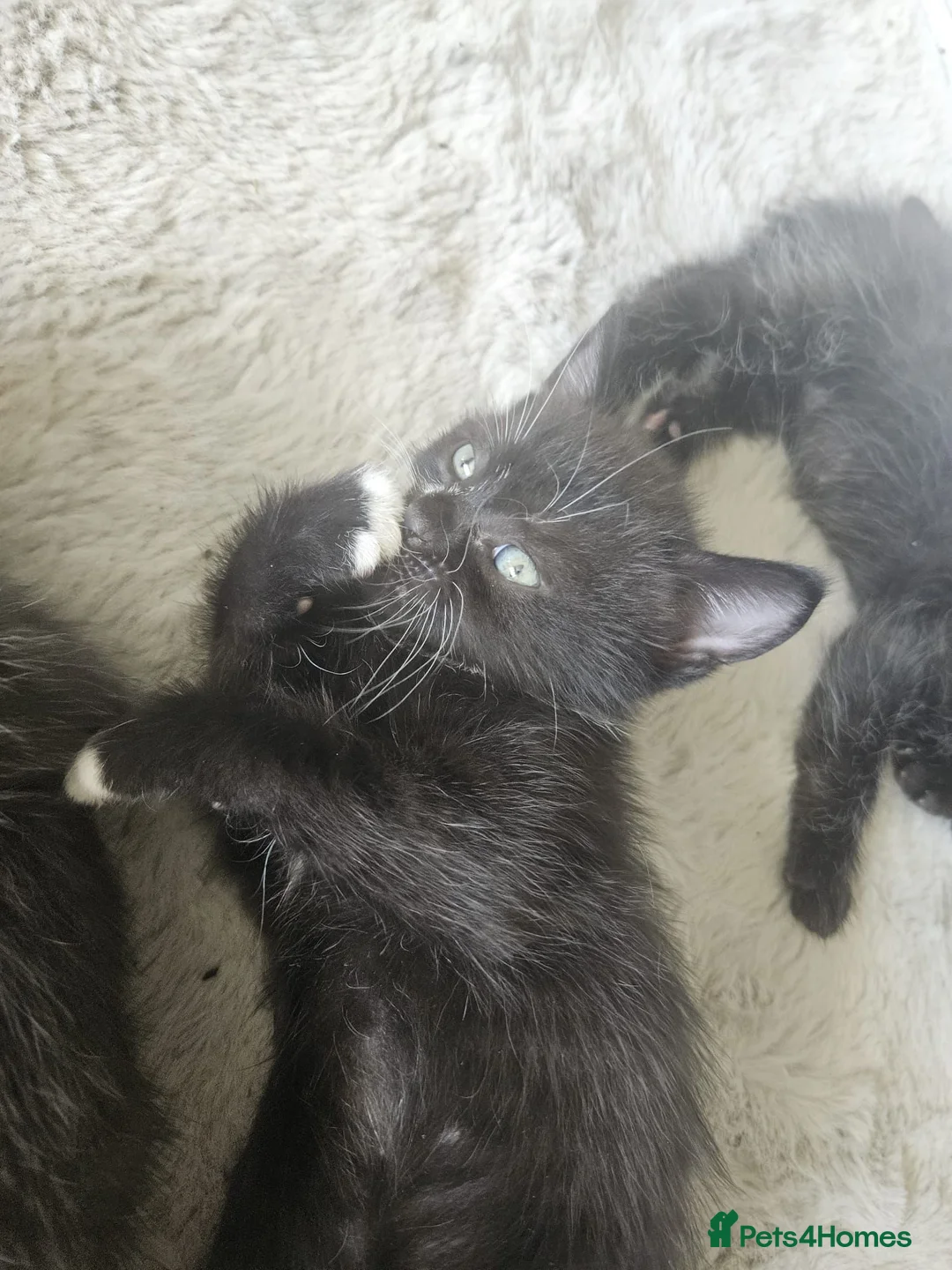 British Shorthair cats for sale: 2x hilarious brothers for sale (30) - Advert 5