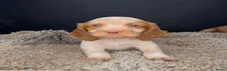 Cocker Spaniel dogs for sale: Working Cocker Spaniel Puppies  - Advert 10