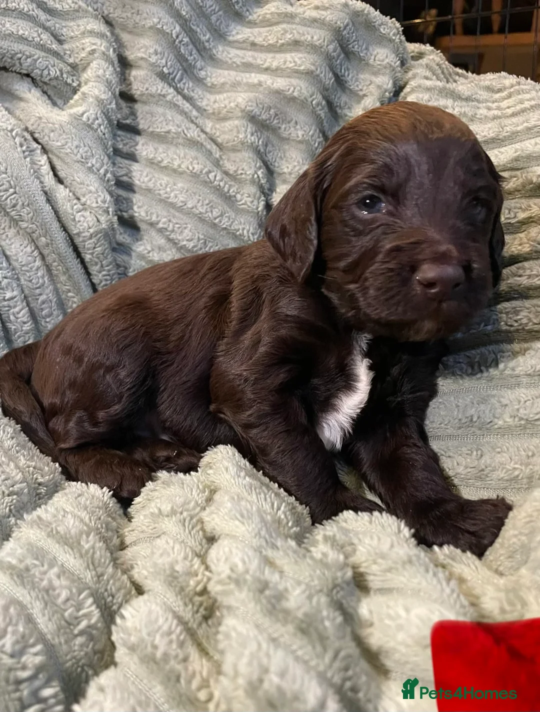 Cockapoo dogs for sale: Cockerpoo Puppies - Advert 36