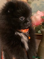 Pomeranian dogs Pomeranian puppies - Advert 7