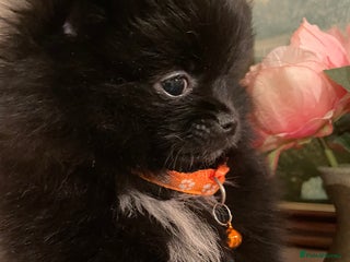 Pomeranian dogs Pomeranian puppies - Advert 15