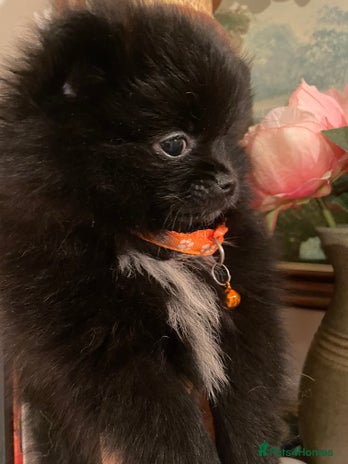 Pomeranian dogs Pomeranian puppies - Advert 13