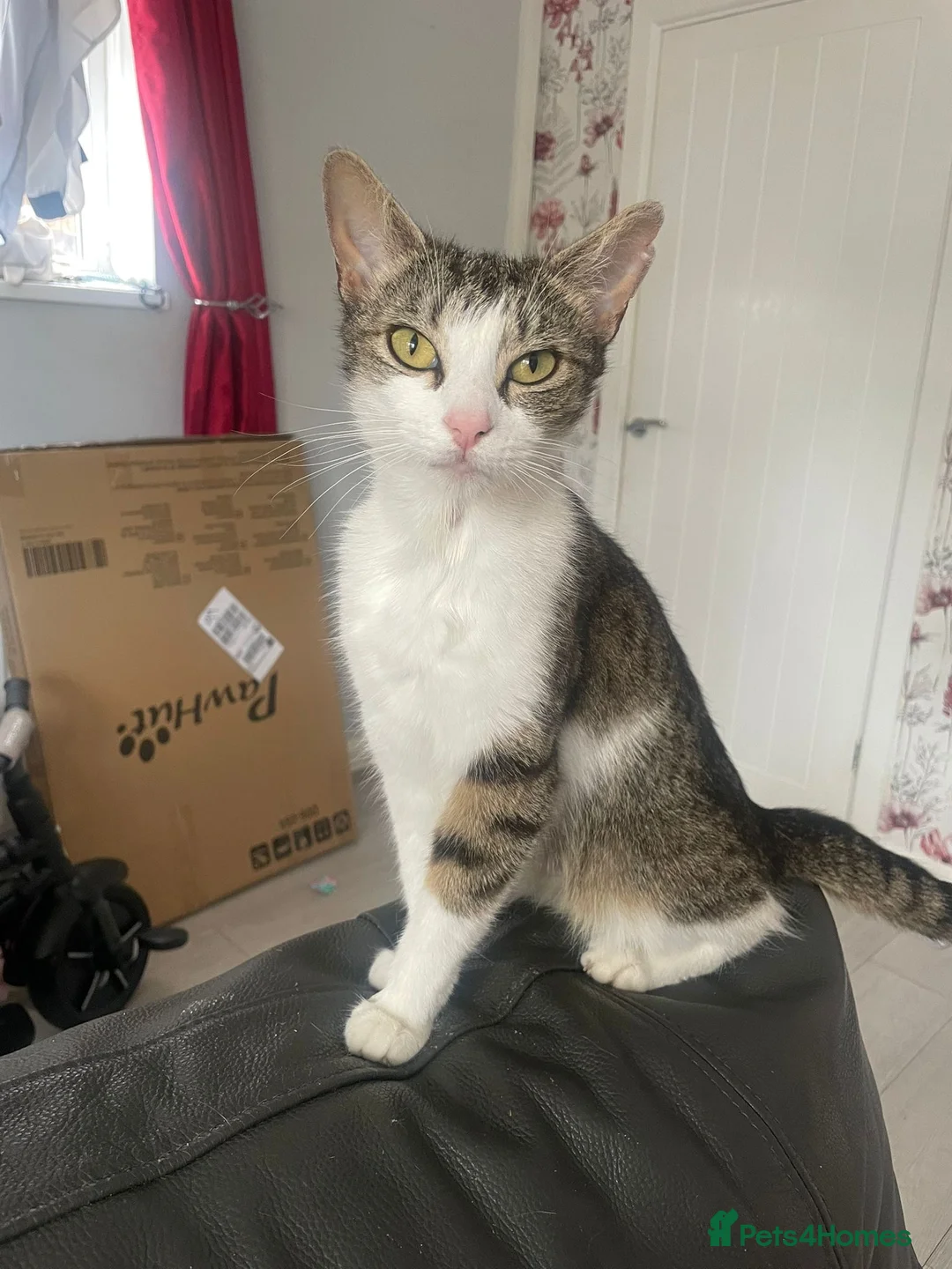 British Shorthair cats for sale: Kittens ready to leave now - Advert 1