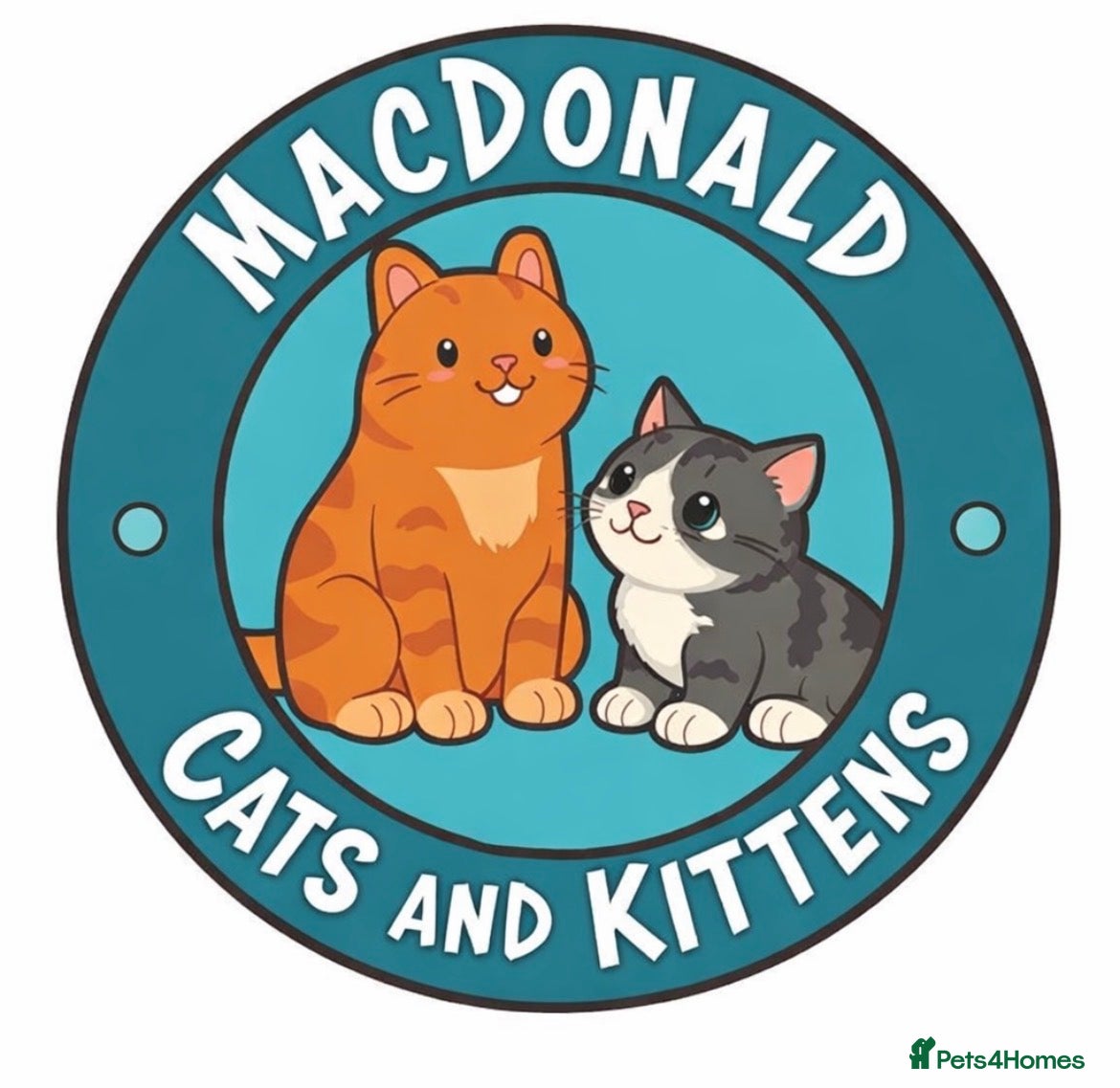 Mixed Breed cats We Adopt all cats and kittens 🤩 in Tewkesbury - Advert 1