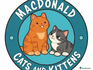 Mixed Breed cats We Adopt all cats and kittens 🤩 in Tewkesbury - Advert 1