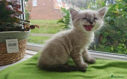 Ragdoll cats for sale: Ragdoll/Siamese Beautifull kitten +chip - Image 15