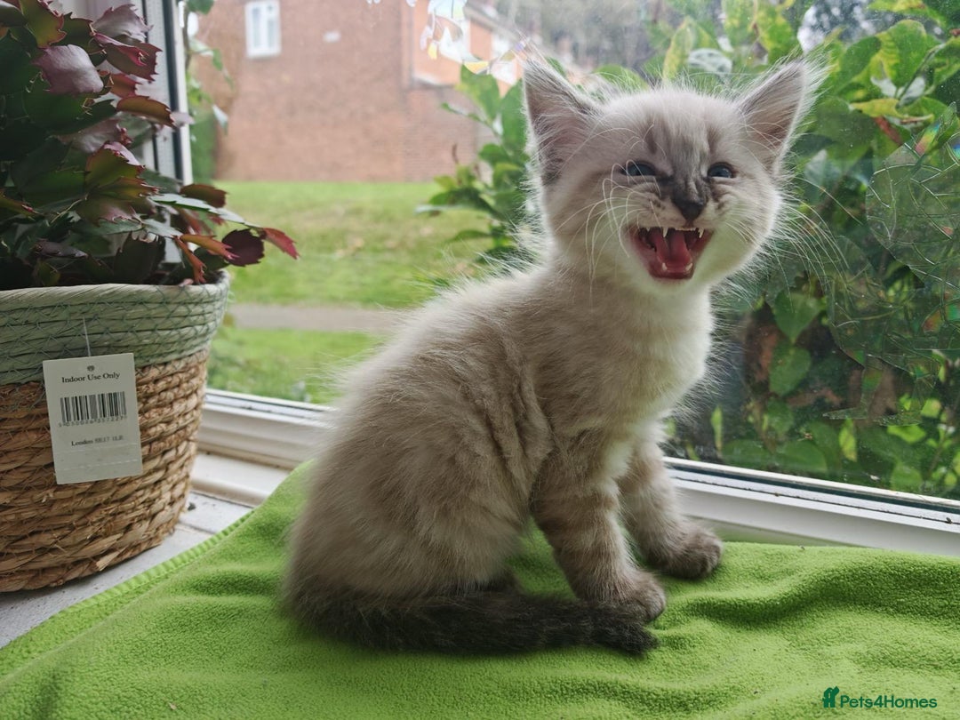Ragdoll cats for sale: Ragdoll/Siamese Beautifull kitten +chip - Image 15