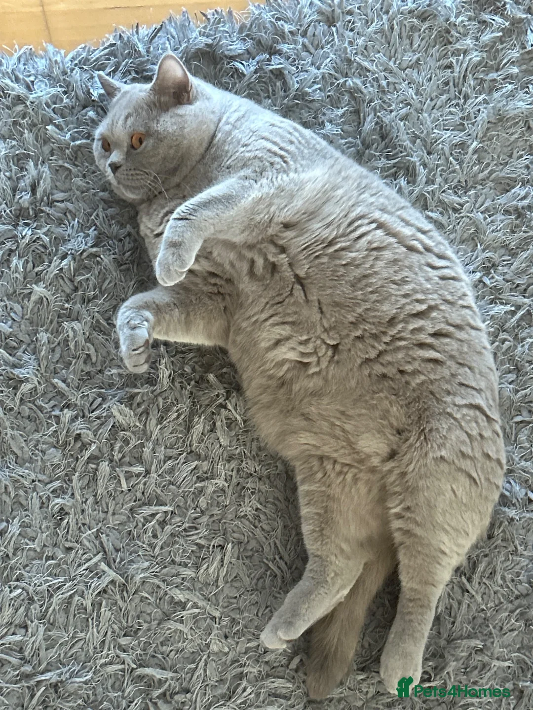 British Shorthair cats for sale: Lola Girl - Advert 3