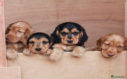 Cocker Spaniel dogs for sale: Full Cocker Spaniels Puppies  - Image 15