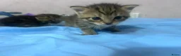 Mixed Breed cats for sale: 10 playful kittens boys and girls available - Advert 12