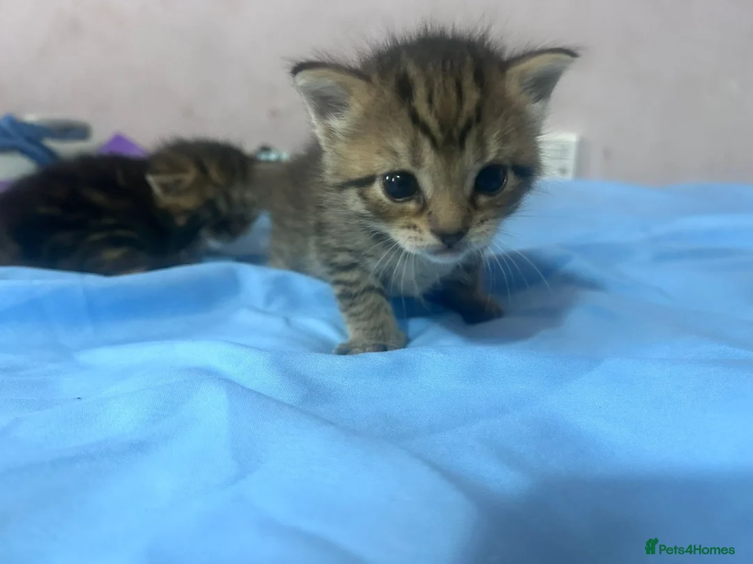 Mixed Breed cats for sale: 10 playful kittens boys and girls available - Advert 12