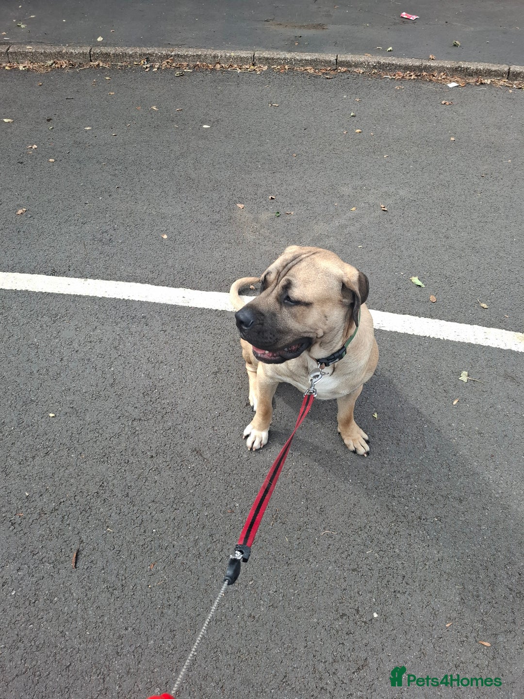 Cane Corso dogs for sale: Cane corso  - Image 6