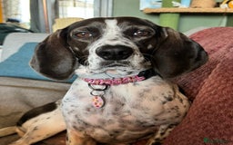 Mixed Breed dogs for adoption: Roxie – A Gentle Soul Ready for Her Forever Home - Image 2