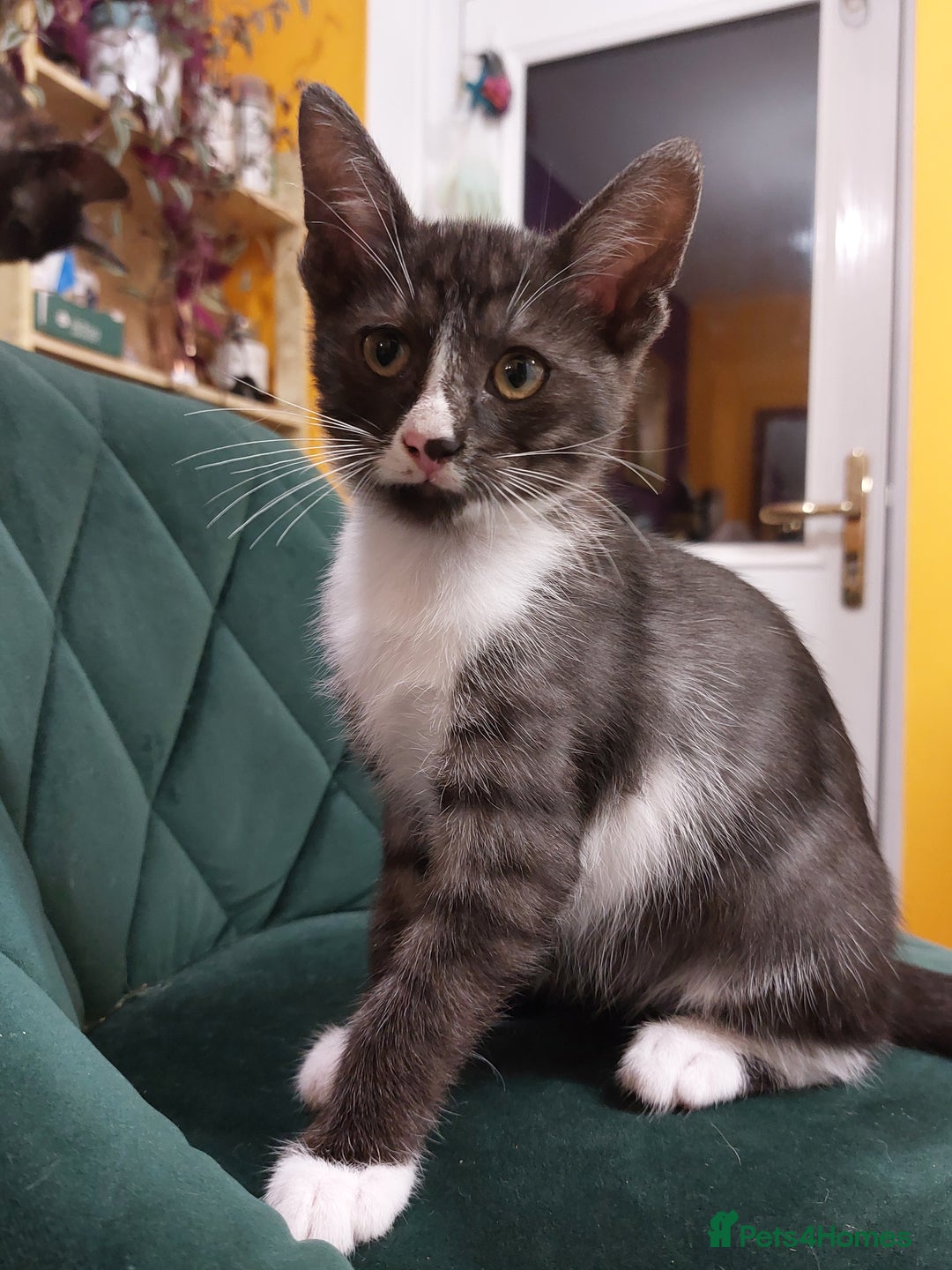 Savannah cats for sale: Playful Savannah F5 Mix Kittens for Loving Homes - Image 18