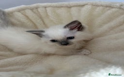Ragdoll cats for sale: 5 Pure Ragdoll kittens - All Females -Pickup Ready - Image 26