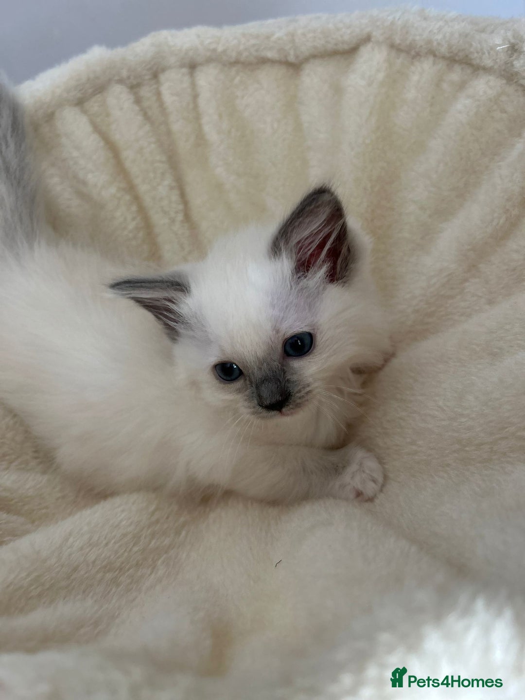 Ragdoll cats for sale: 5 Pure Ragdoll kittens - All Females -Pickup Ready - Image 26