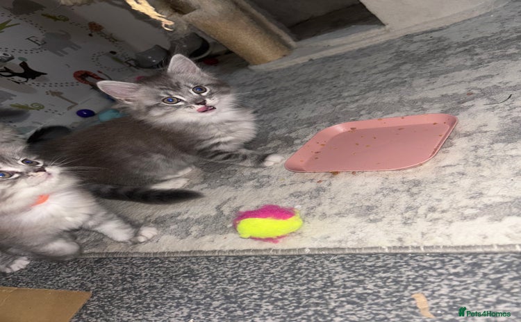 Maine Coon cats - Advert 1