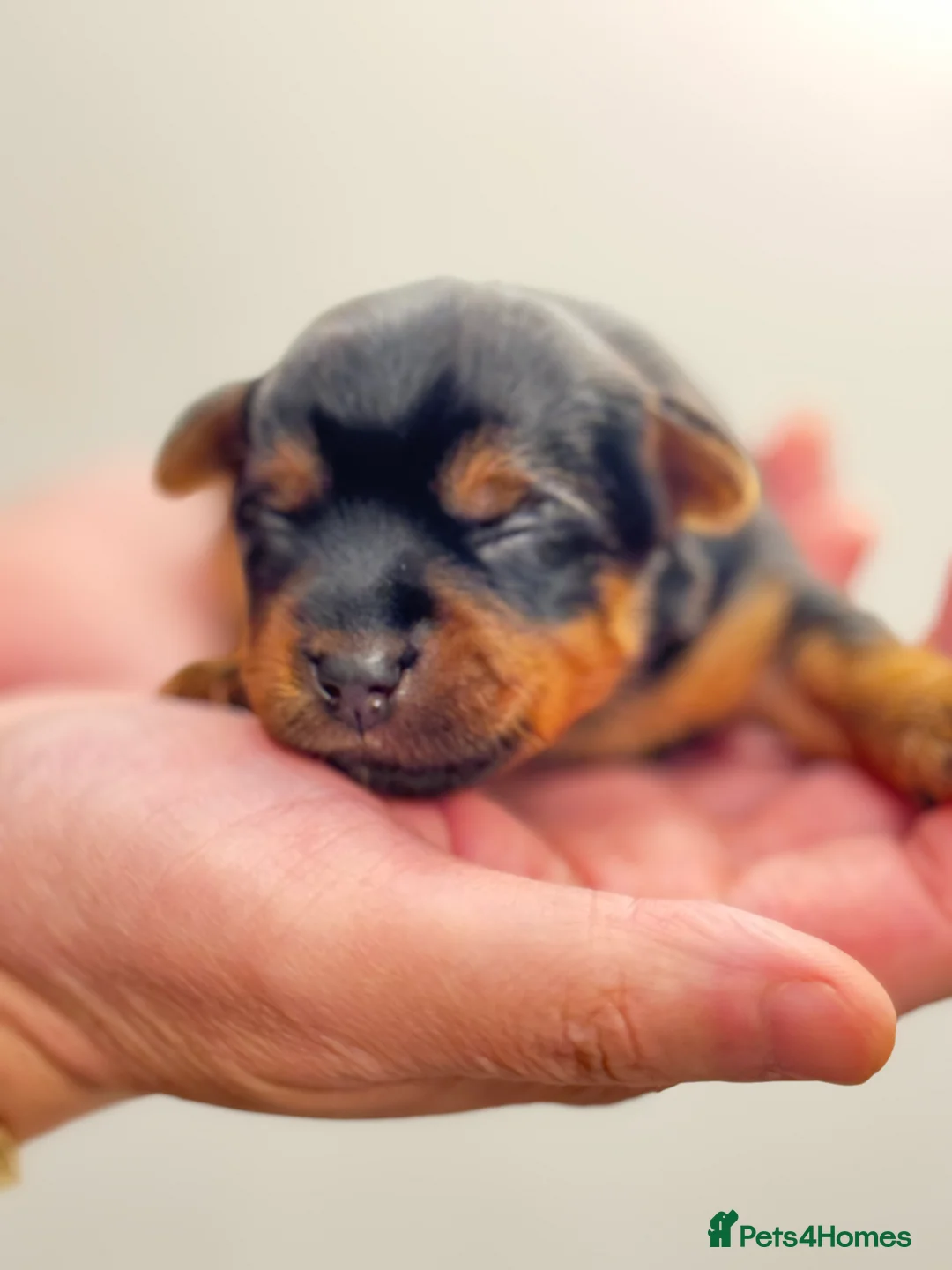 Yorkshire Terrier dogs for sale: ❣️ 🐾 Yorkshire Terrier Puppies – Ready to Reserve - Advert 40