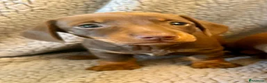 Miniature Dachshund 5