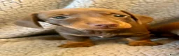 Miniature Dachshund dogs for sale: STUNNING SMOOTH HAIR MINI DACHSHUND PUPPIES  - Advert 10