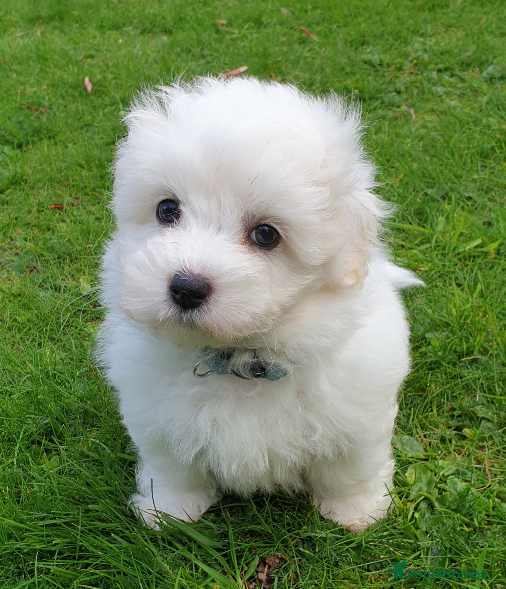 Coton De Tulear dogs K.C. Reg. Coton de Tulear, health tested parents - Advert 6