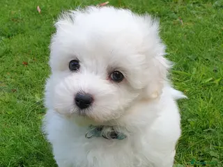 Coton De Tulear dogs K.C. Reg. Coton de Tulear, health tested parents - Advert 6