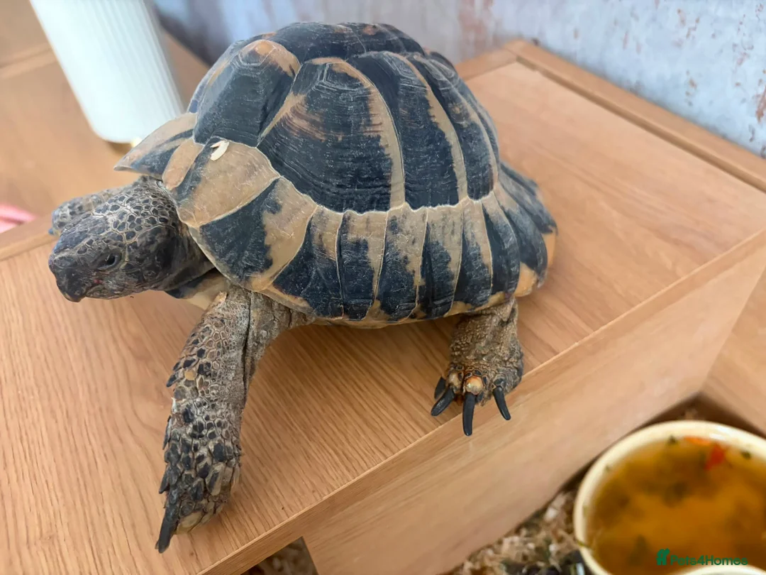 Hermann Tortoise reptiles for sale: Two hermanns tortoise with home - Advert 5