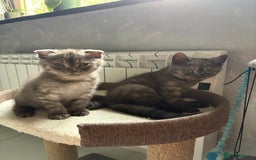 Scottish Fold cats for sale: Scottish fold kittens ready to find new homes - Image 38