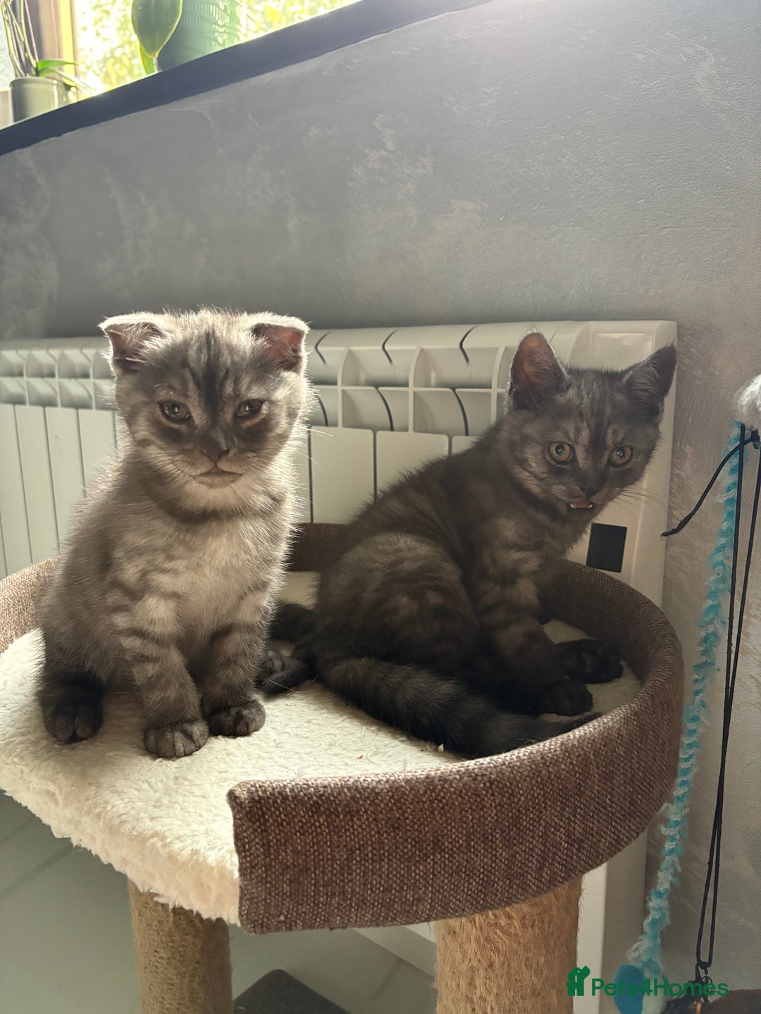 Scottish Fold cats for sale: Scottish fold kittens ready to find new homes - Image 38