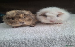 Guinea Pig rodents for sale: Baby Male Guineapigs  - Image 13